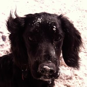 Meet your Posher, Susan